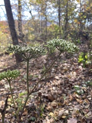 Angelica triquinata