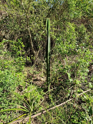 Image of Cereus stenogonus by (c) Jens-Christian Svenning, some rights reserved (CC BY)