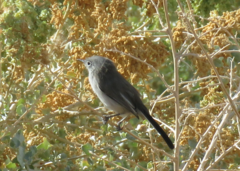 Polioptila melanura