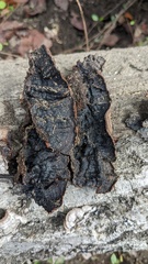 Punctularia strigosozonata