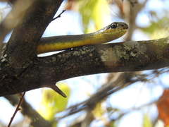 Coluber constrictor flaviventris