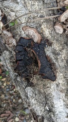 Punctularia strigosozonata