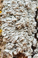 Physcia americana