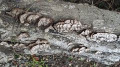 Punctularia strigosozonata