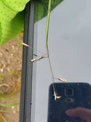 Purple Sandgrass (Triplasis purpurea)