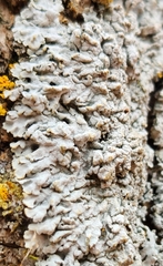 Physcia americana