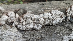 Punctularia strigosozonata
