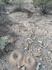 Acromyrmex versicolor