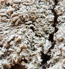 Physcia americana