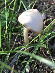Agrocybe molesta