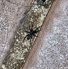 Herpyllus ecclesiasticus