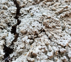 Physcia americana