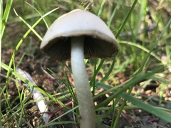 Agrocybe molesta