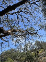 Quercus douglasii