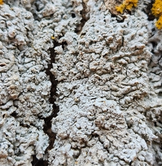Physcia americana