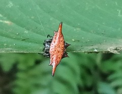 Gasteracantha diardi