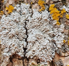 Physcia americana