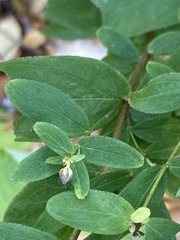 Hypericum punctatum