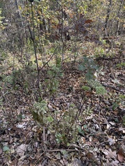 Angelica triquinata