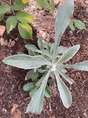 Pseudognaphalium canescens