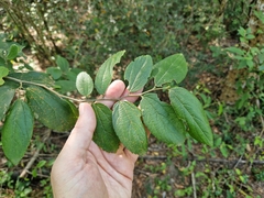 Celtis iguanaea