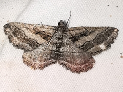 Rhoptria asperaria