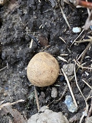 Scleroderma areolatum