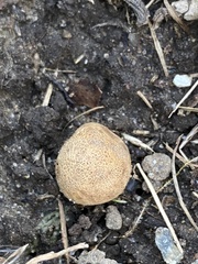 Scleroderma areolatum