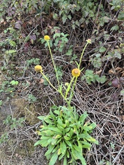 Helenium puberulum