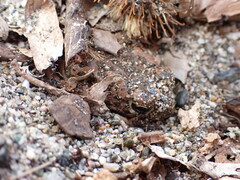 Bufotes viridis balearicus