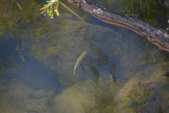 Micropterus salmoides