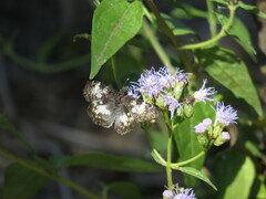 Chiomara georgina