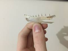 Gempylidae