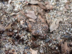 Bufotes viridis balearicus