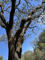 Quercus douglasii