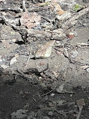 Lieinix nemesis atthis