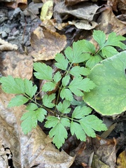 Osmorhiza longistylis