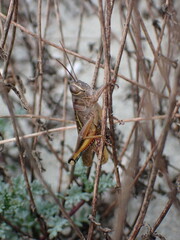 Eyprepocnemis plorans