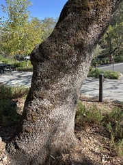 Quercus douglasii