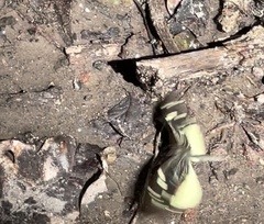 Lieinix nemesis atthis