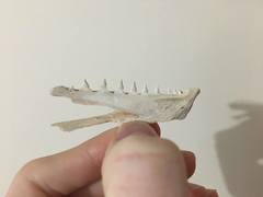 Gempylidae