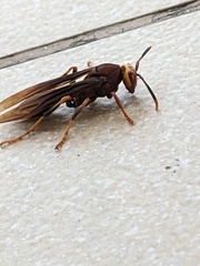 Polistes infuscatus