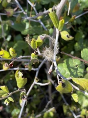 Cercocarpus minutiflorus