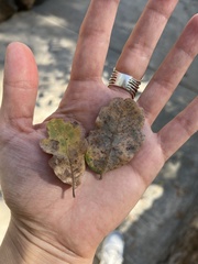 Quercus douglasii