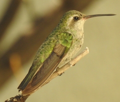 Cynanthus latirostris