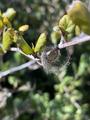 Cercocarpus minutiflorus