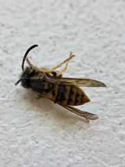 Vespula germanica