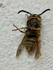 Vespula germanica