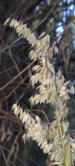 Melica sarmentosa