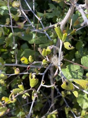 Cercocarpus minutiflorus